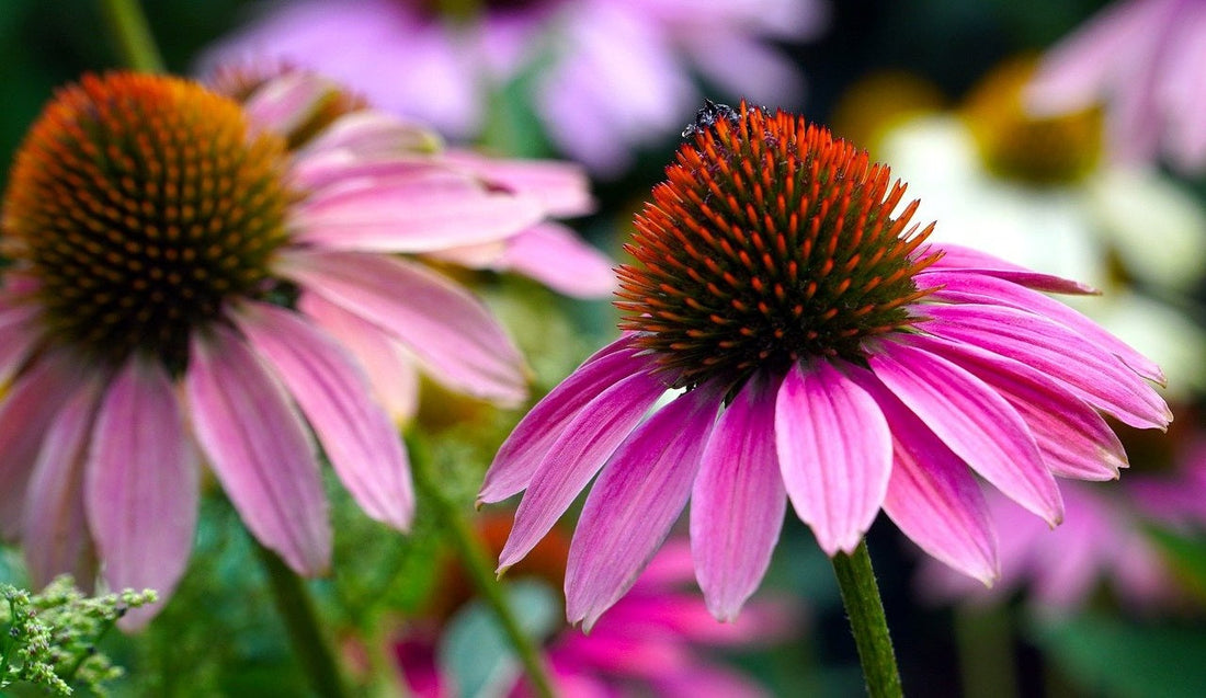 Echinacea per difese immunitarie