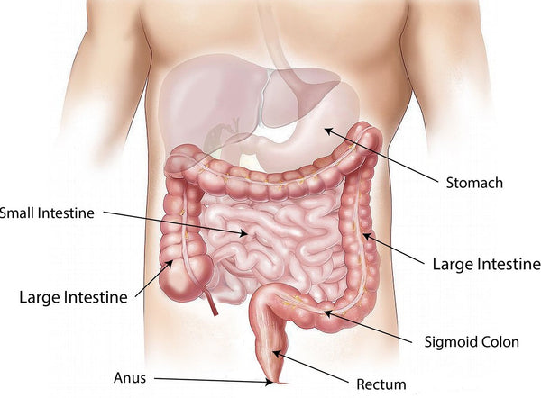 Intestino crasso: problemi collegati e misure